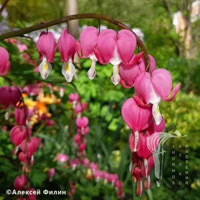 Дицентра спектабилис Уайт (Dicentra Spectabilis White) купить с доставкой  по Беларуси \"BuonRoza \"