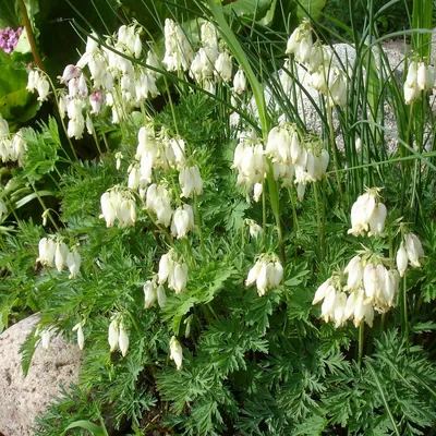 Купить Дицентра великолепная 'Альба' / Dicentra spectabilis 'Alba' в  Подмосковье в Сергиевом Посаде в питомнике АгроПАРК