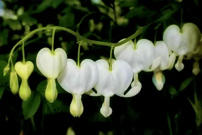 Дицентра (Dicentra) Семейство дымянковые - Питомник роз