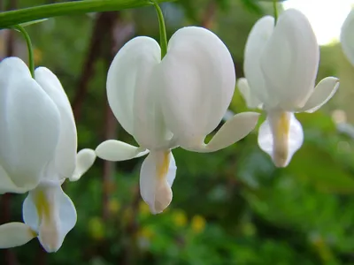 Дицентра 'Aurora' (Dicentra formosa 'Aurora')