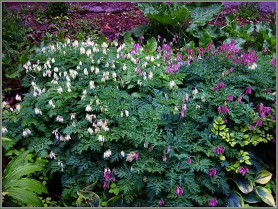 Дицентра цветок: фото, описание, выращивание, посадка, уход в открытом  грунте, отзывы, где купить