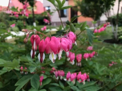 🌱 Дицентра (разбитое сердце) великолепная Valentine по цене от 1200 руб:  саженцы, рассада - купить в Москве с доставкой - интернет-магазин Все Сорта