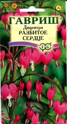 Дицентра, разбитое сердце, кровоточащее сердце Стоковое Изображение -  изображение насчитывающей сад, буш: 134799933