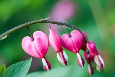 Дицентр - это разбитое сердце. розовые цветы в саду. дицентра | Премиум Фото