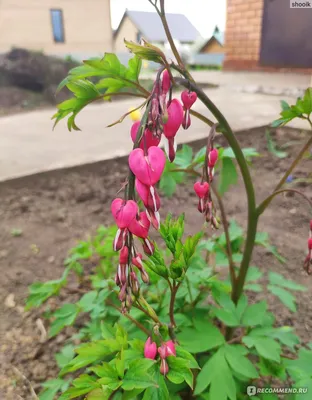 ᐈ Дицентра Великолепная (Разбитое Сердце) (Dicentra Spectabilis) ᐈ Одесса  100 ГРН - OBYAVA.ua™ №8232749