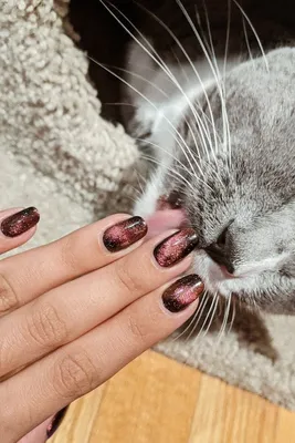 Маникюр с кошками на короткие ногти (ФОТО) - trendymode.ru