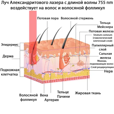 Оптимальная длина волос для шугаринга, минимальная и максимальная для ног,  рук, подмышек и бикини - Волосовед