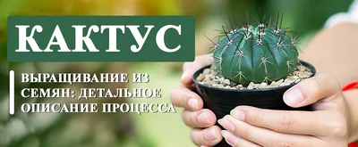 Эхинокактус грузони (Echinocactus grusonii) | Клумба - интернет магазин  цветов в Туле