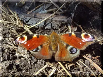 Дневной павлиний глаз - бабочка из детства | Занимательная биогеография |  Дзен