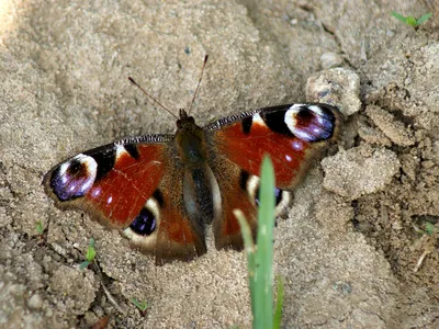 Павлиний глаз (Aglais io).. Photographer KarOl