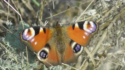 Павлиний глаз (лат. Aglais io, ранее лат. Inachis io), дневной павлиний глаз  — дневная бабочка из семейства нимфалид (Nymphalidae).… | Instagram