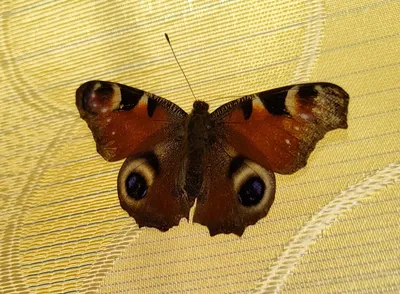 Дневной павлиний глаз. Inachis io LINNAEUS, 1758. Нимфалиды Nymphalidae  [1979 Моуха Й. - Бабочки]