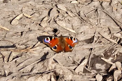 Aglais io - European peacock - Павлиний глаз дневной | Flickr