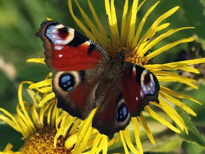 Бабочка Павлиний глаз | Первый цветочный | Кострома