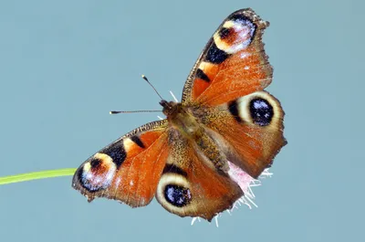 Aglais io - European peacock - Павлиний глаз дневной | Flickr