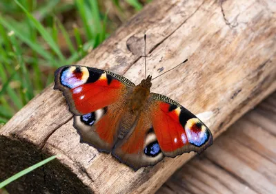 Бабочка дневной павлиний глаз на ч…» — создано в Шедевруме