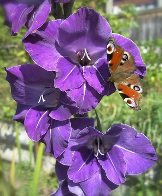 Бабочка дневной павлиний глаз Aglais…» — создано в Шедевруме