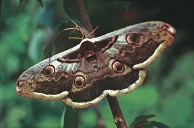 Дневной павлиний глаз - бабочка, которая умеет шипеть | Дикий Юг - природа  Юга России | Дзен