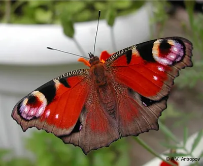 Галерея Макроклуба - В полет - бабочка павлиний глаз / Taking off - Inachis  io butterfly