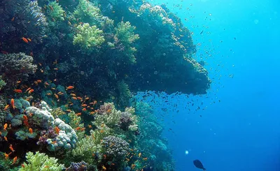 Морское дно моря или океана с коралловым рифом взгляд голубых цветов мягкий  подводный Стоковое Фото - изображение насчитывающей рыбы, подводно:  139724942