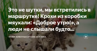 доброе утро. кот котенок держит чашку кофе сердце. грустное сердитое лицо.  симпатичный персонаж мультфильма. смешное животное Иллюстрация вектора -  иллюстрации насчитывающей киска, сторона: 220681913