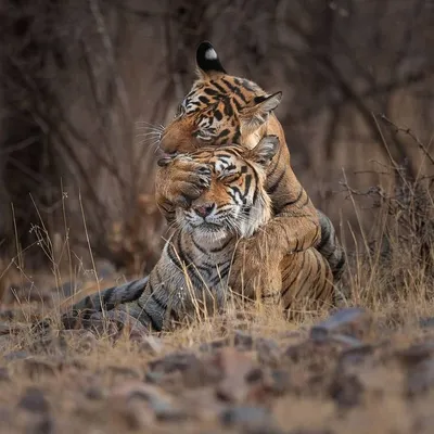 Добрый тигр | Дикие животные, Страшные животные, Животные