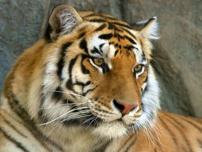 Тигры на фото, самые красивые картинки тигров