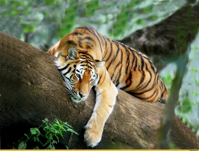 добрый красивый тигр иллюстрация вектора. иллюстрации насчитывающей  красивейшее - 240327926