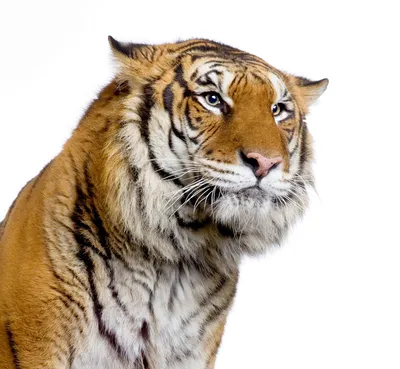 Фотообои бумажные «Бенгальский тигр» 139х139 cм по цене 465 ₽/шт. купить в  Ставрополе в интернет-магазине Леруа Мерлен