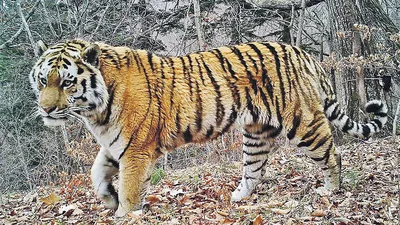 Добрый тигр в 2023 г | Животные, Тигр