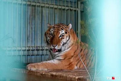 Такого вы еще не видели! Поющий тигр! - работники зоопарка сняли забавный  ролик - видео - 18.02.2021, Sputnik Армения
