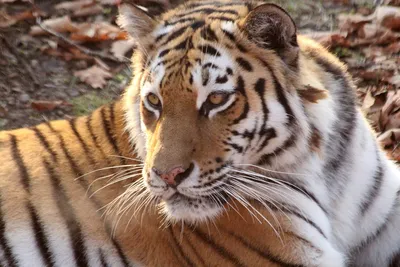 Амур женился, растит двойню: как поживает самый знаменитый тигр России