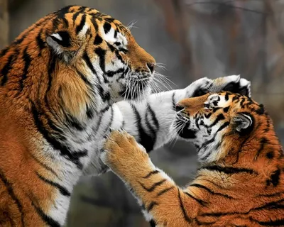 АНО \"Дальневосточные леопарды\" - Добрый день😺 ⠀ Поговорим о тиграх? ⠀  Начнём с этимологии🧐 Слово «тигр» происходит от греческого tigris,  которое, в свою очередь, восходит к древнеперсидскому слову tigri. Его  можно перевести