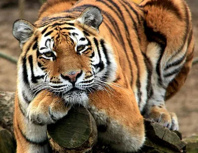 Довольный тигр - картинки и фото koshka.top