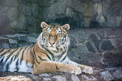 Спасенного зоозащитниками амурского тигра Гектора вернули в естественную  среду - Российская газета