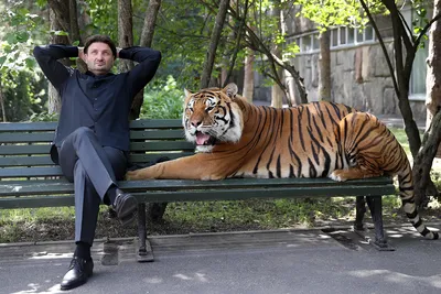 Лев против тигра: кто победит? | Amazing Animals | Дзен