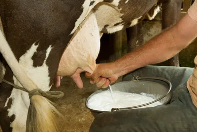 Почему корова бодается во время дойки? | Статьи ООО Укрвет