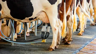 Автоматическая дойка коров в Подмосковье позволит улучшить качество молока  - В регионе - РИАМО в Королеве