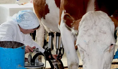 Автоматическая дойка коров с помощью доильного аппарата Stock Photo | Adobe  Stock
