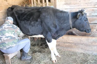 Боль в вымени коровы: причины возникновения и меры по профилактике -  Ижсинтез Химпром