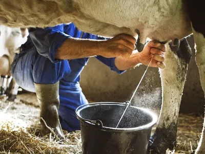 Молочные берега: Как коровам живется на ферме — The Village