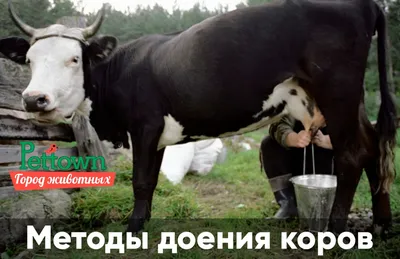 Сахалинских коров будут доить на \"карусели\". Сахалин.Инфо