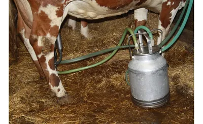 Доярка на пульте: коров на молочной ферме в Благовещенском районе будут  обслуживать роботы — Амурская правда, новости Благовещенска и Амурской  области