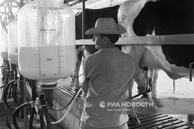 Автоматическая дойка коров на скотоводстве Стоковое Изображение -  изображение насчитывающей ангстрома, молокозавод: 158819615