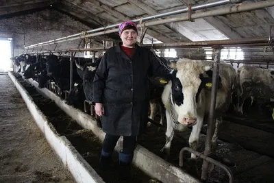 Режим доения и кормления у лактирующей коровы. Наш опыт | Молодая Ферма |  Дзен