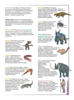 Энциклопедия детская А5 \"Доисторические животные. 100 фактов\", с  развивающими заданиями купить в интернет магазине Растишка в