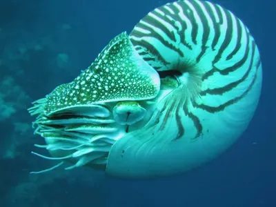 Доисторический морской Монстр - Дунклеостей | Пикабу