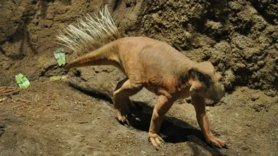 Почему доисторические животные были такими огромными