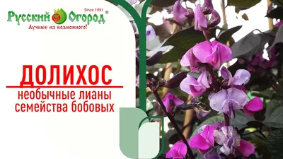 Семена цветов Долихос Лаблаб смесь окрасок Престиж семена по цене 16 ₽/шт.  купить в Москве в интернет-магазине Леруа Мерлен