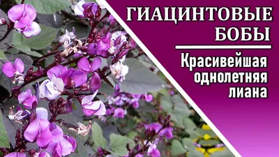 Семена Долихос Руби Мун: описание сорта, фото - купить с доставкой или  почтой России